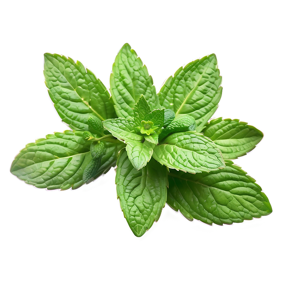 Mint Leaf Illustration Png 06212024 PNG image