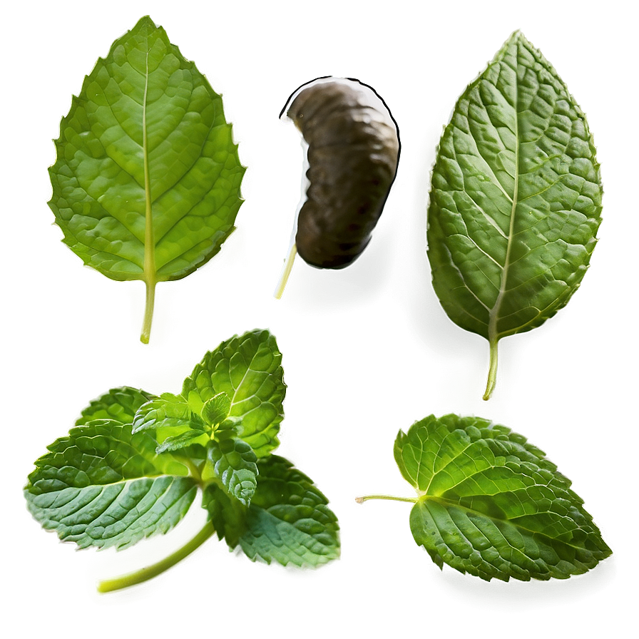 Mint Leaf Isolated Png 06212024 PNG image