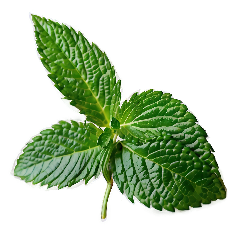 Mint Leaf Logo Png 28 PNG image