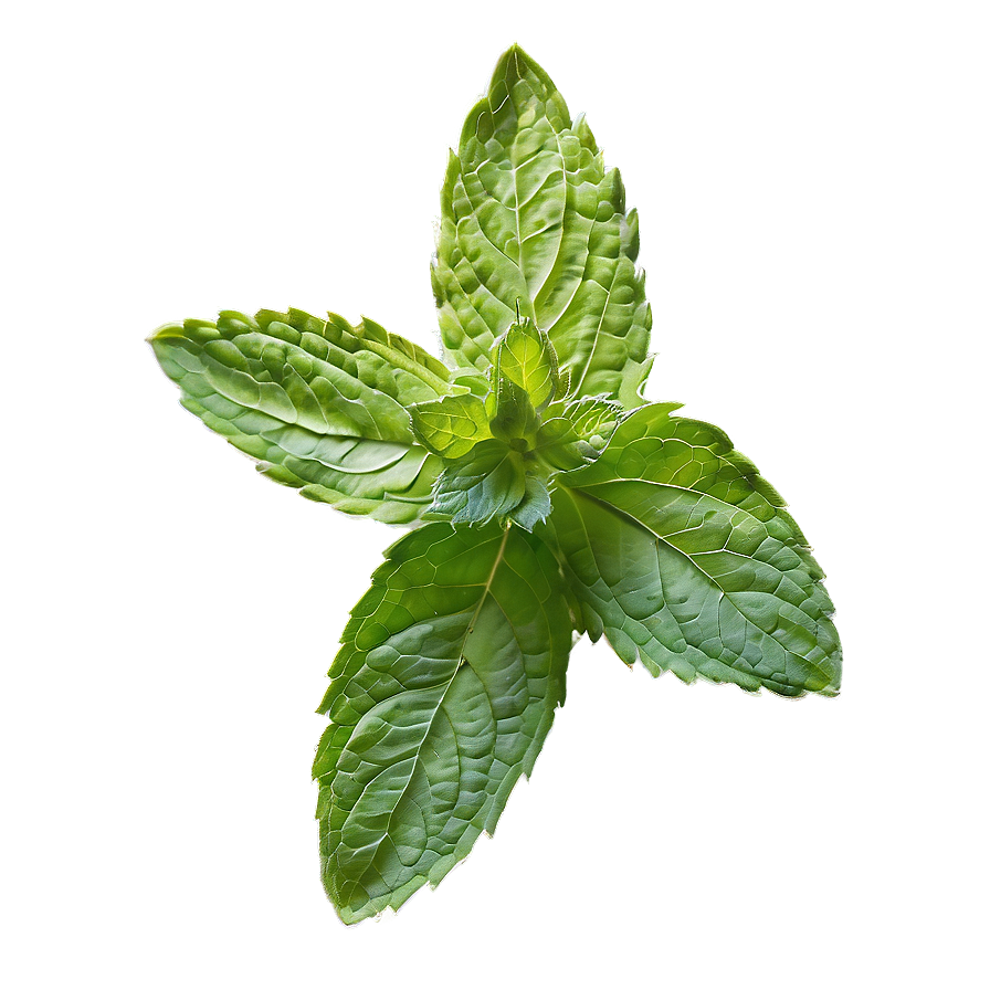 Mint Leaf Seasoning Png 06212024 PNG image