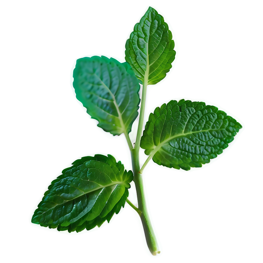 Mint Leaf Sprout Png 06212024 PNG image