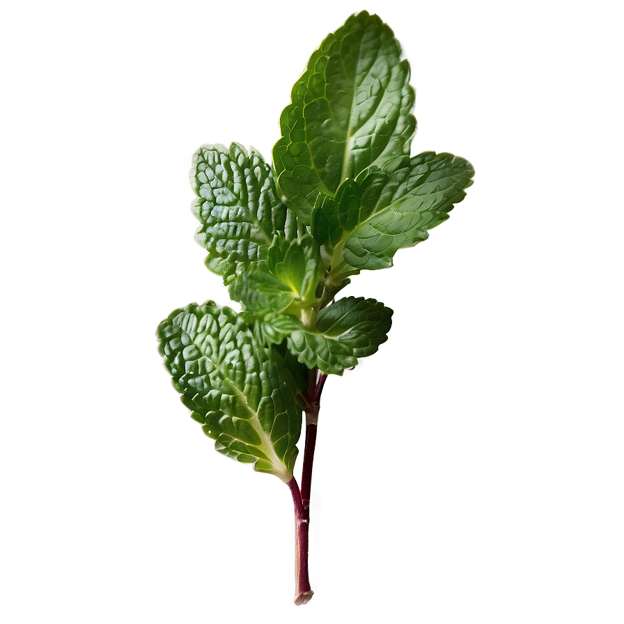 Mint Leaves Background Png Exu28 PNG image