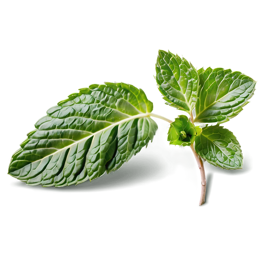 Mint Leaves Closeup Png Kae90 PNG image