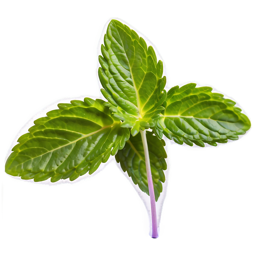 Mint Leaves Closeup Png Usl PNG image