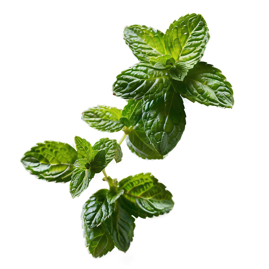 Mint Leaves Cluster Png Yqp PNG image