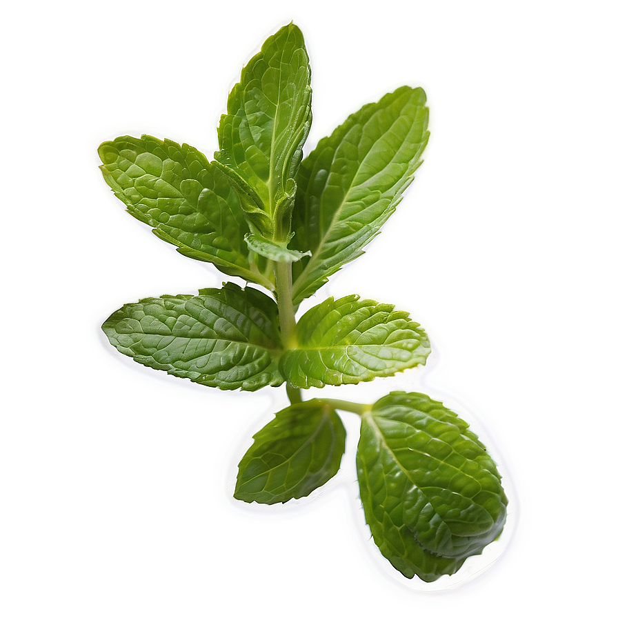 Mint Leaves For Cooking Png 06262024 PNG image