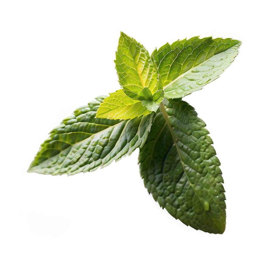 Mint Leaves Isolated Png 06262024 PNG image