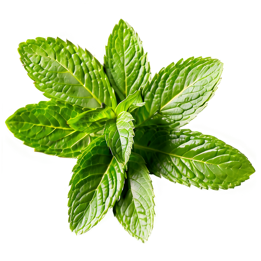 Mint Leaves Pattern Png Lac48 PNG image