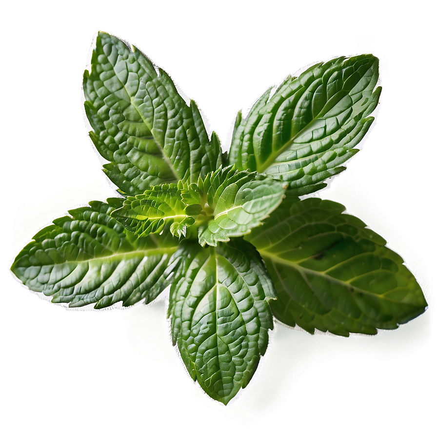 Mint Leaves Png 79 PNG image