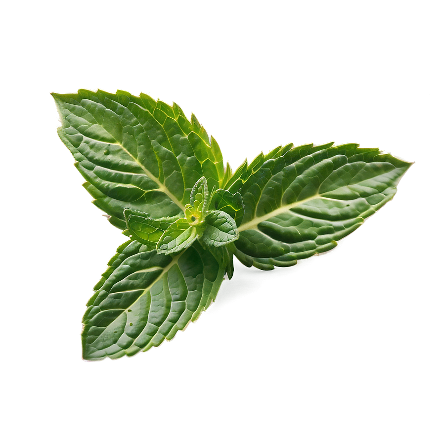 Mint Leaves Png Mln PNG image