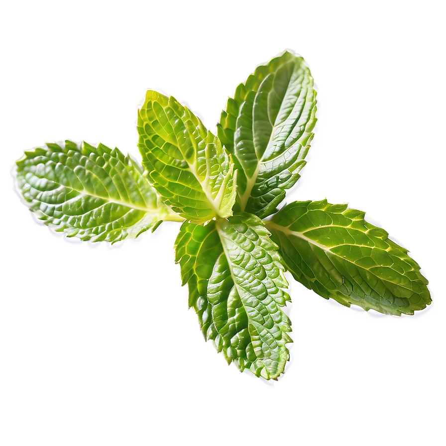 Mint Leaves Png Vic PNG image