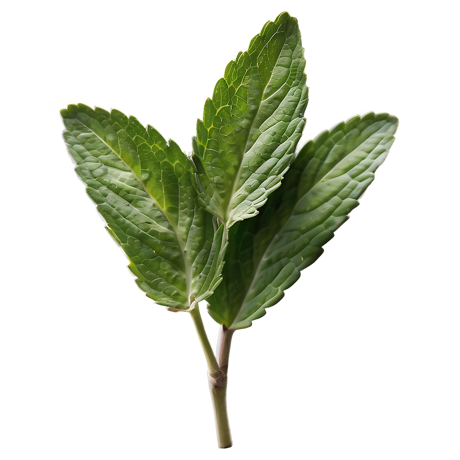 Mint Leaves Sprig Png 14 PNG image