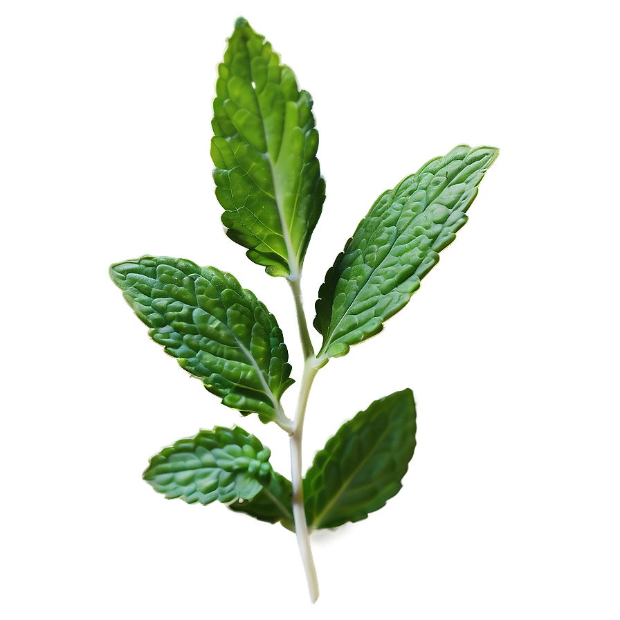 Mint Leaves Sprig Png Mkw PNG image