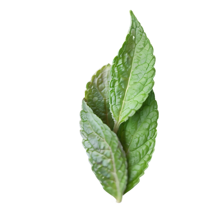 Mint Leaves Sprig Png Nsx27 PNG image