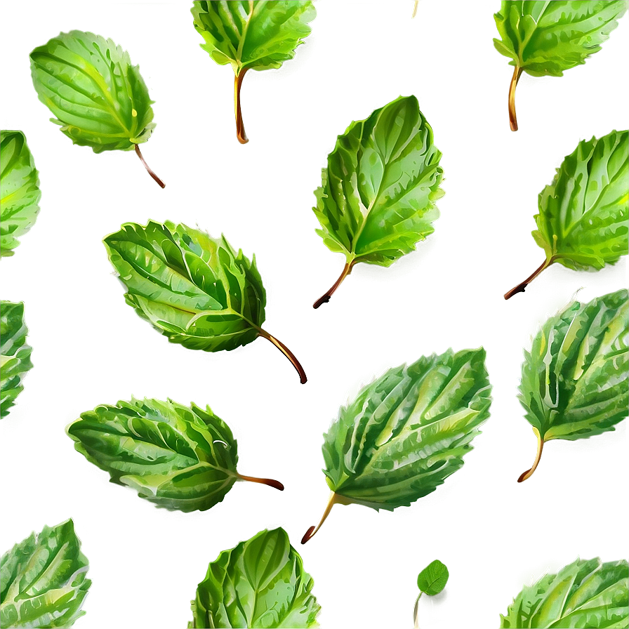 Mint Leaves Vector Png Ope PNG image