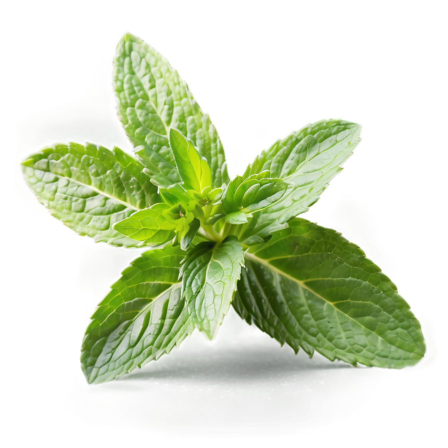 Mint Plant Leaves Png Ucq36 PNG image