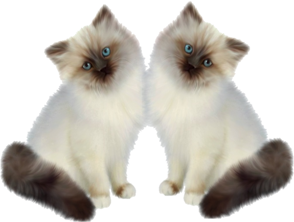 Mirror Image Siamese Kittens PNG image