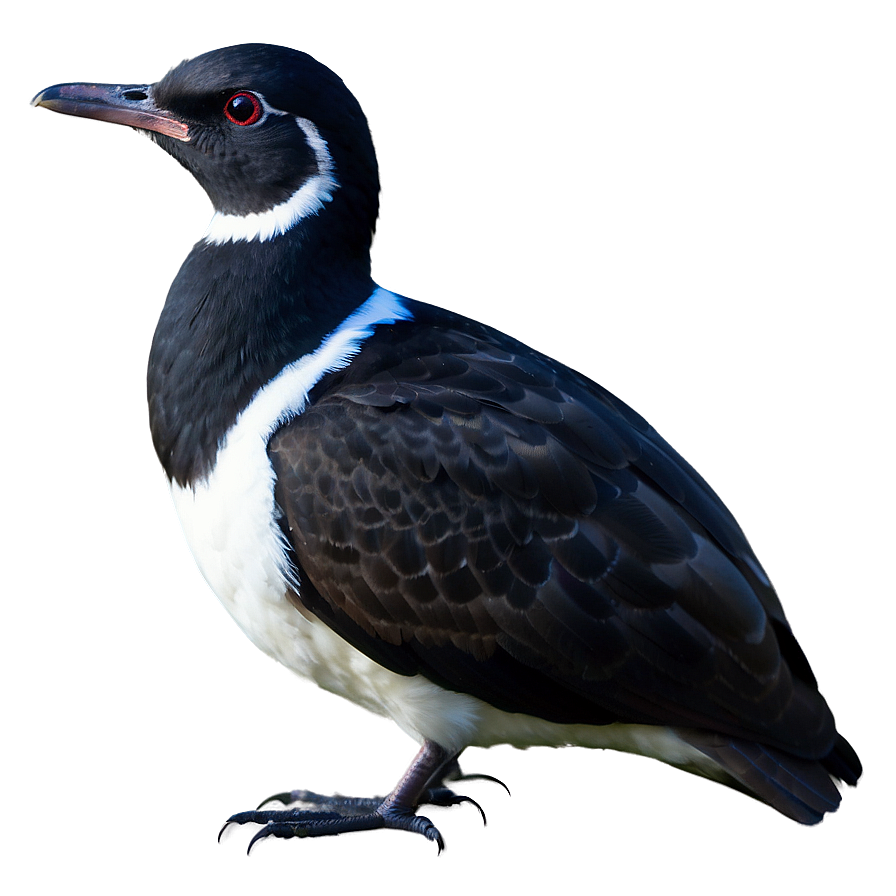 Mississippi Coastal Birds Png 3 PNG image