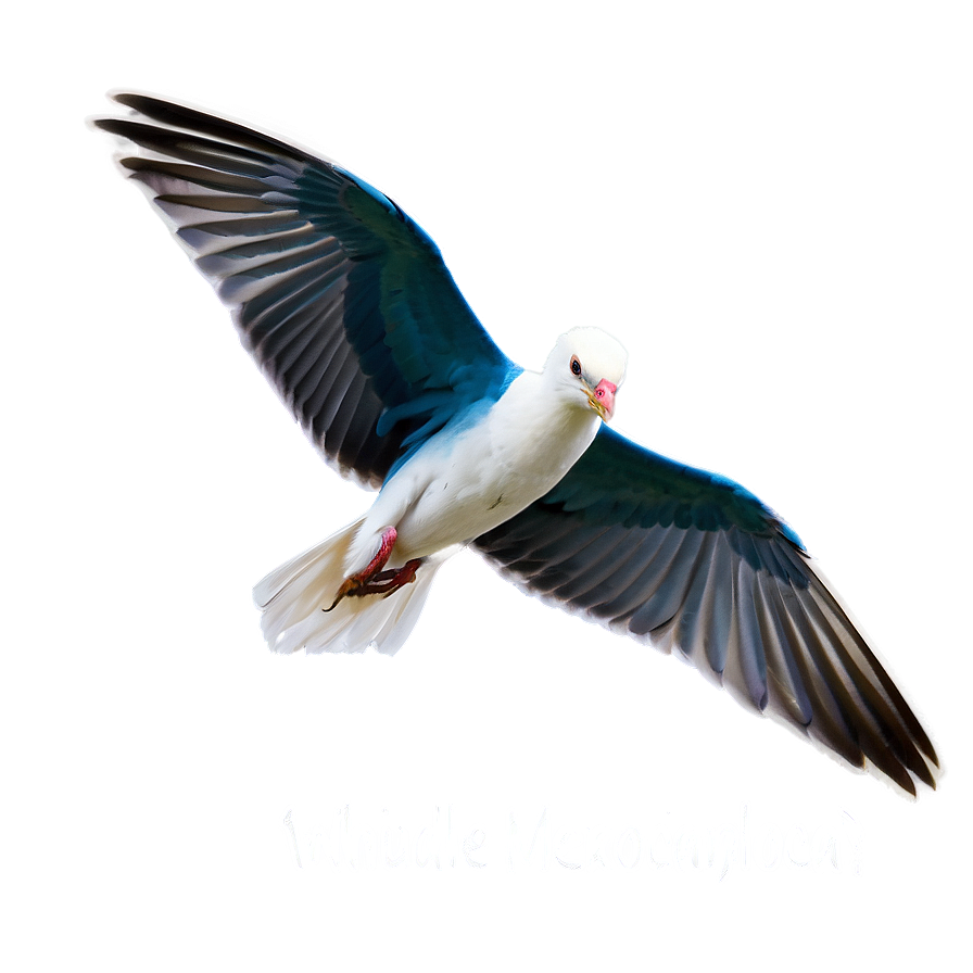 Mississippi Coastal Birds Png 89 PNG image