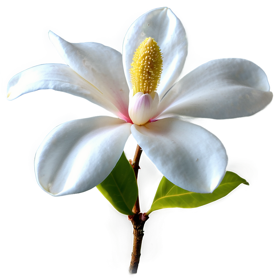 Mississippi State Flower Magnolia Png 06252024 PNG image