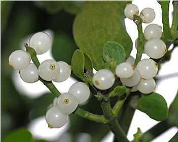 Mistletoe Berries Closeup PNG image