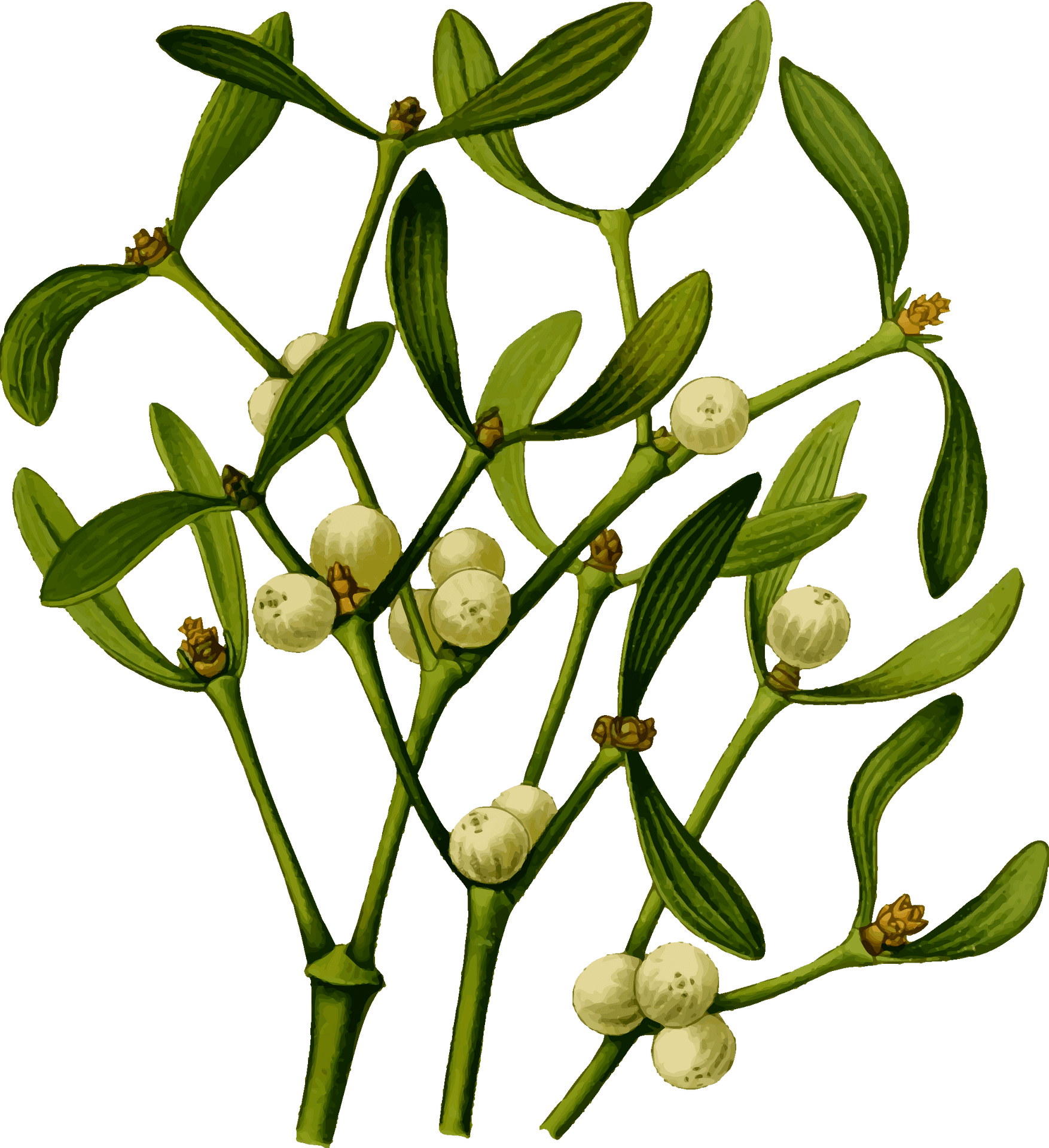 Mistletoe Illustration Vintage PNG image