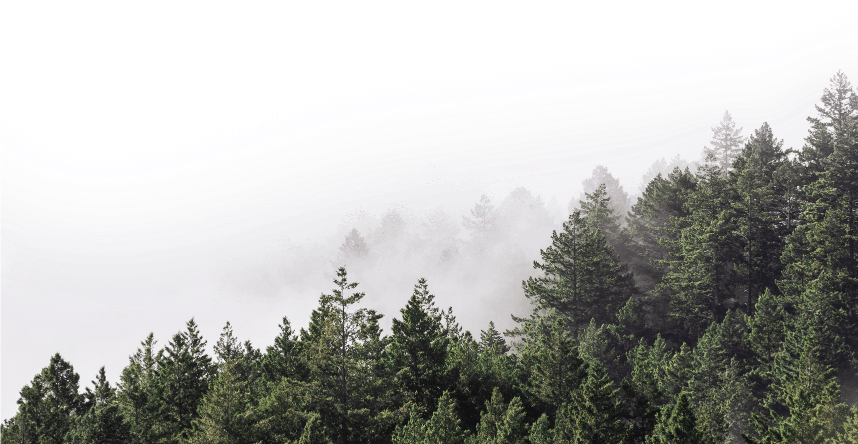 Misty Forest Edge Skyline PNG image