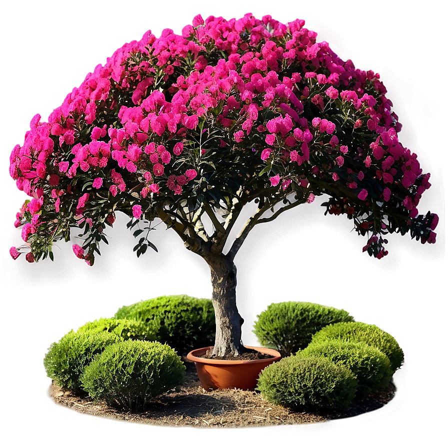 Mixed Color Crepe Myrtle Collection Png 10 PNG image