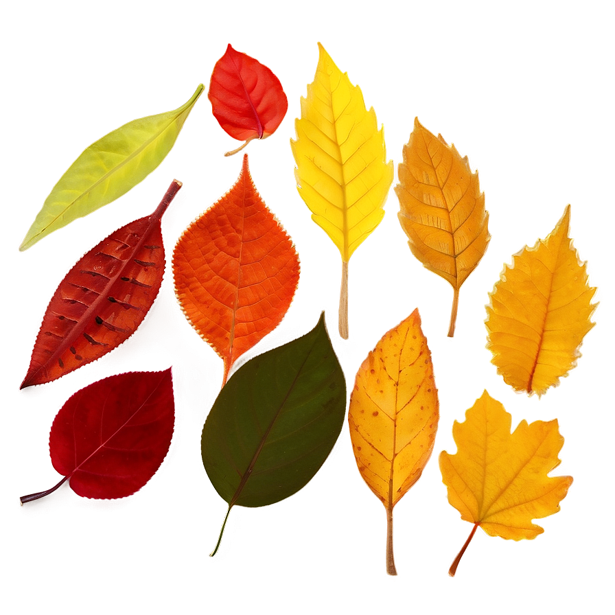 Mixed Fall Leaves Png 32 PNG image