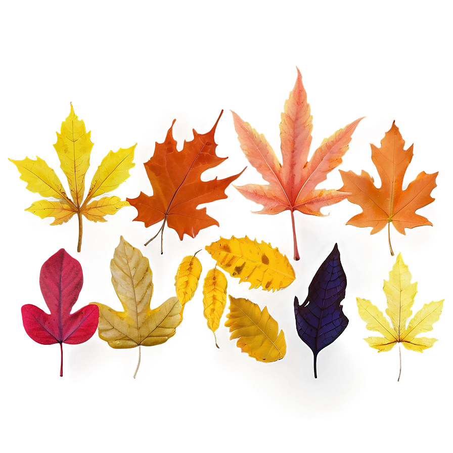 Mixed Fall Leaves Png 91 PNG image