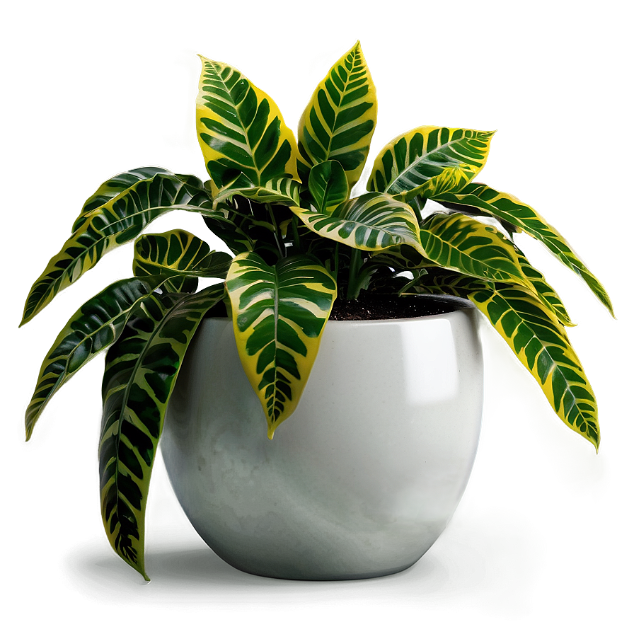 Modern Floor Plant Png Phg19 PNG image