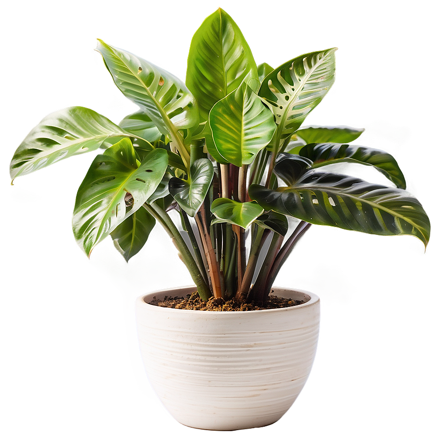 Modern Indoor Plants Png 06252024 PNG image