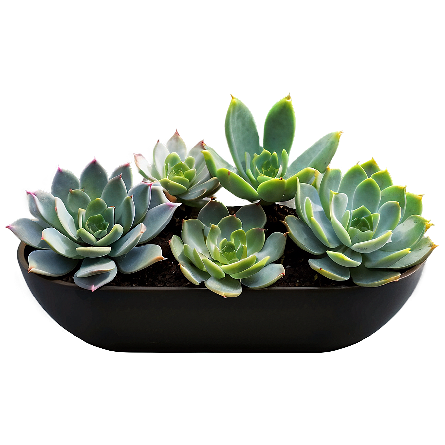 Modern Succulent Png Wmq PNG image