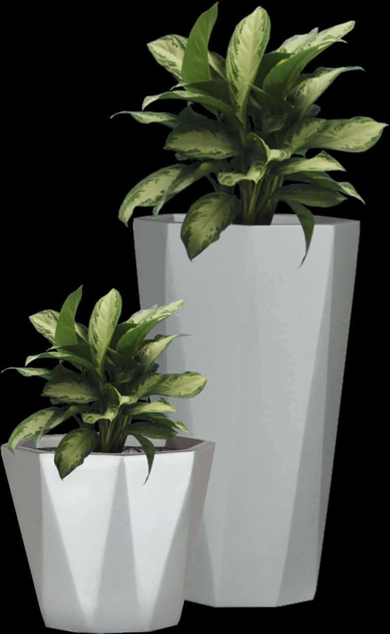 Modern White Flower Potswith Plants PNG image