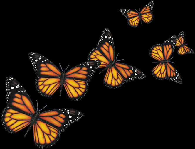 Monarch Butterfliesin Flight PNG image