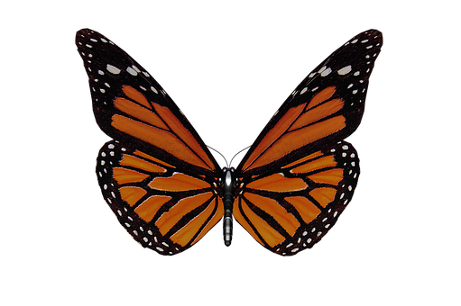 Monarch Butterfly Black Background.jpg PNG image