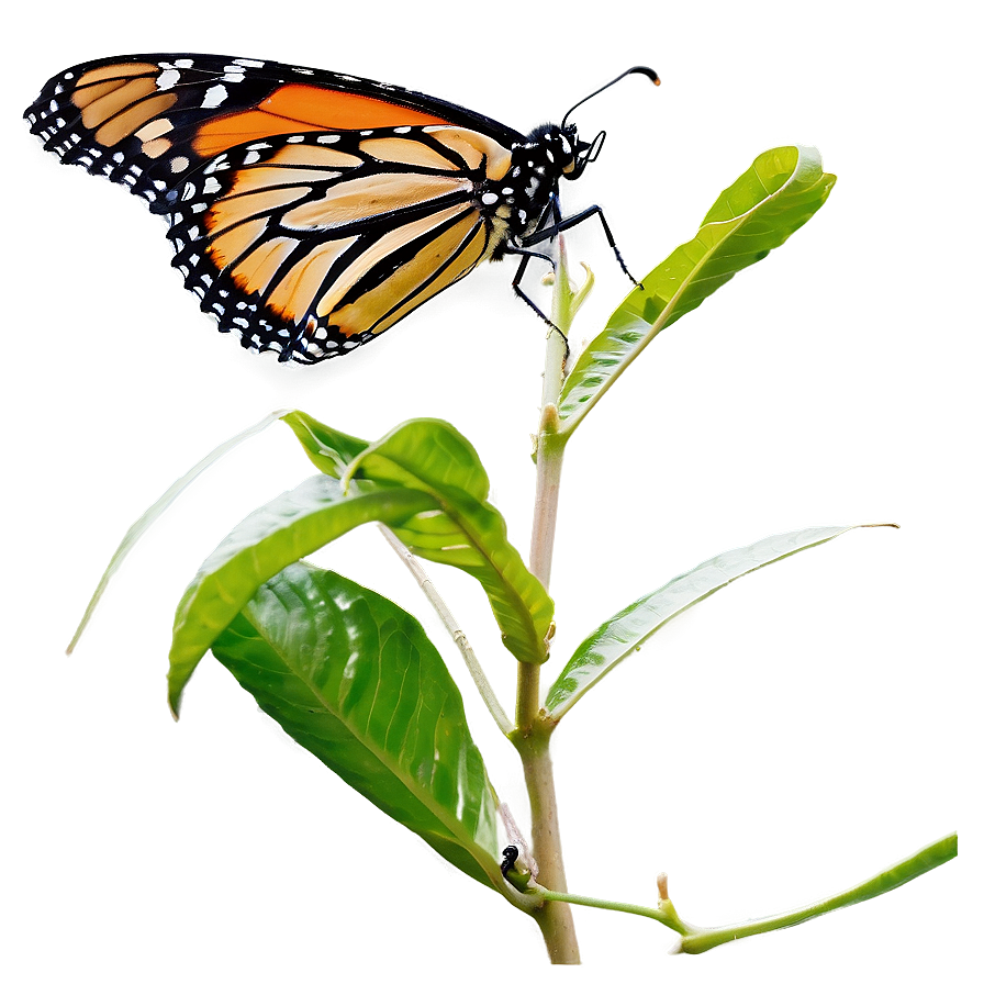 Monarch Butterfly Feeding Png 05252024 PNG image