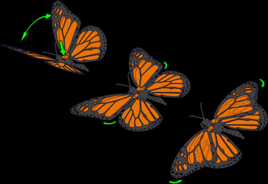 Monarch Butterfly Flight Sequence PNG image