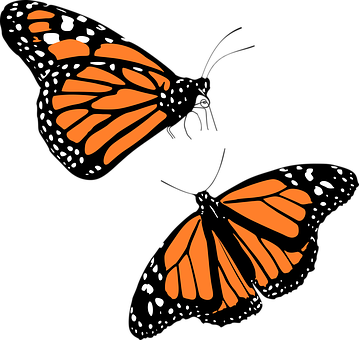 Monarch Butterfly Graphic PNG image