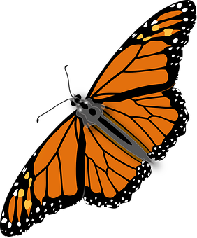 Monarch Butterfly Illustration PNG image