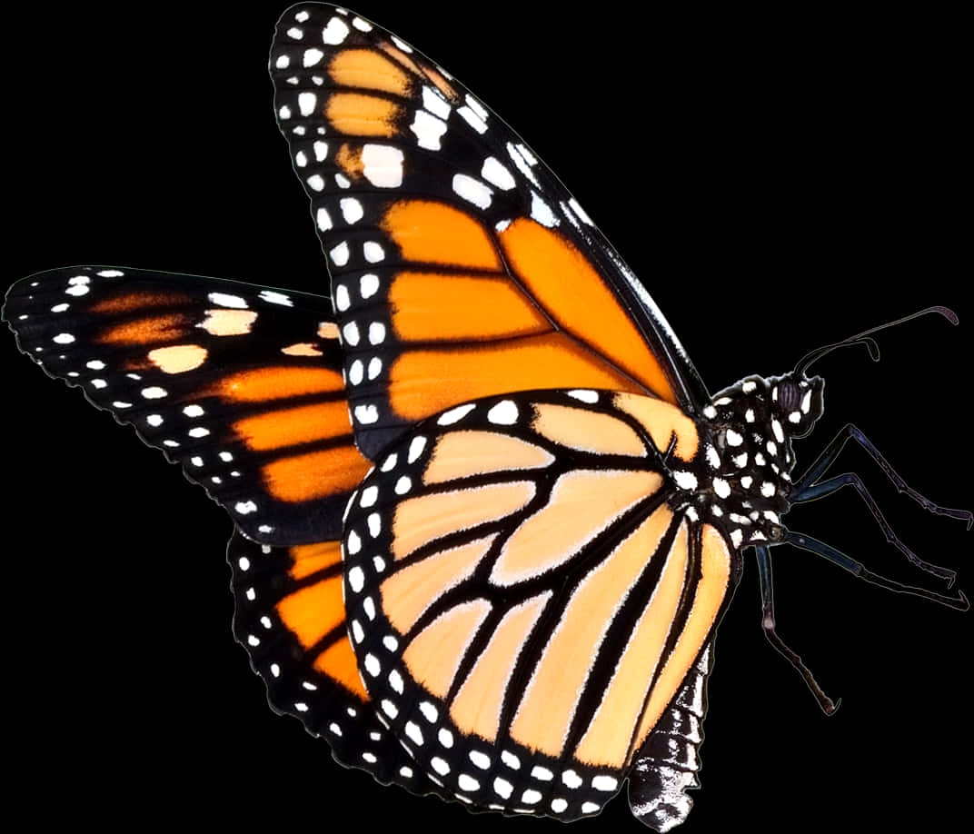 Monarch Butterfly Isolatedon Black PNG image