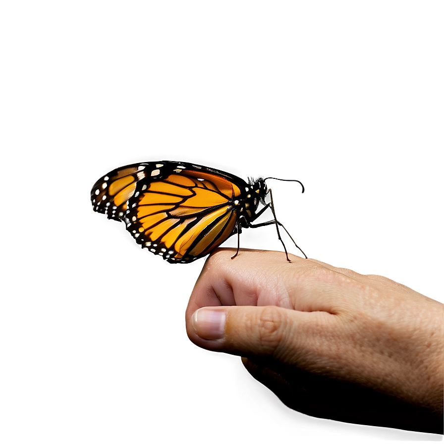 Monarch Butterfly Landing Png 05252024 PNG image