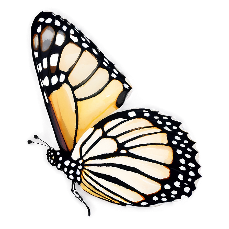 Monarch Butterfly Outline Png 05252024 PNG image