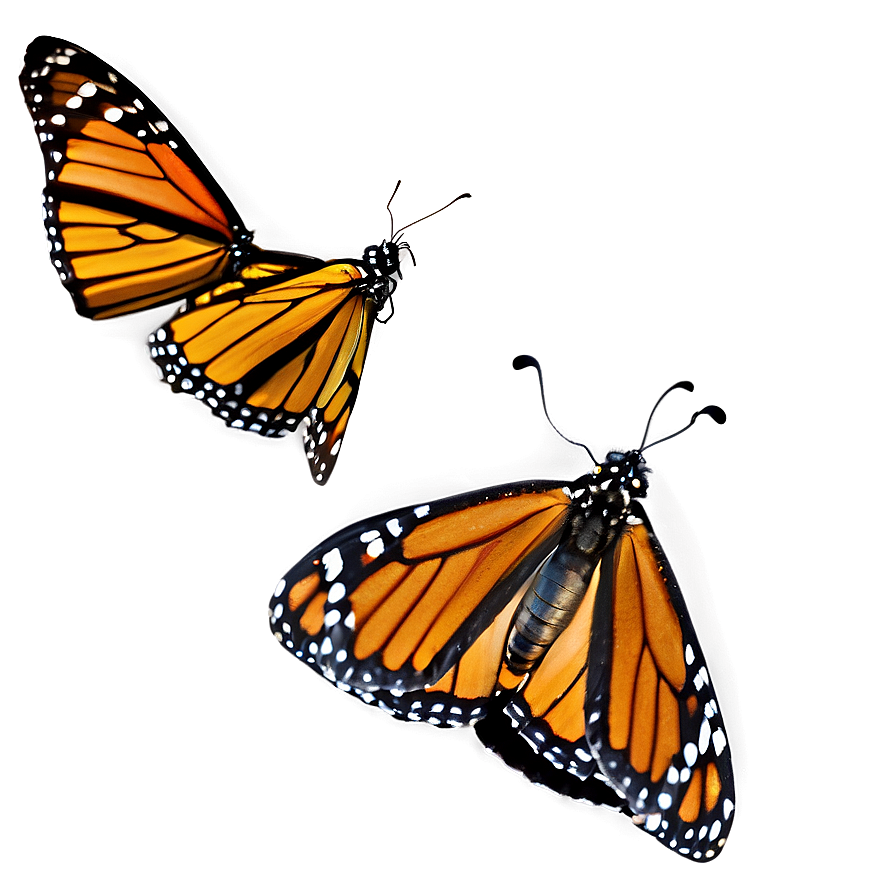 Monarch Butterfly Reserve Mexico Png 94 PNG image