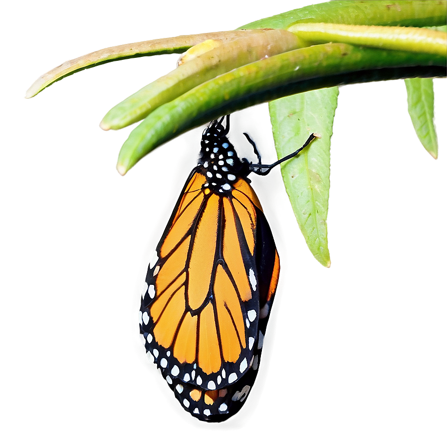 Monarch Butterfly Resting Png Biq PNG image