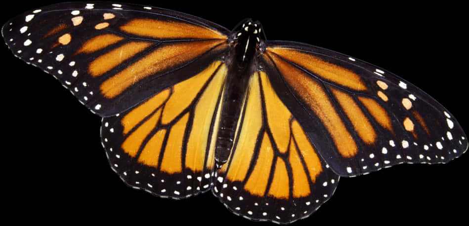 Monarch Butterfly Spread Wings PNG image