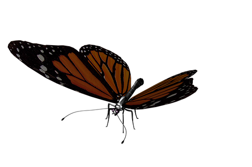 Monarch Butterflyon Black Background.jpg PNG image