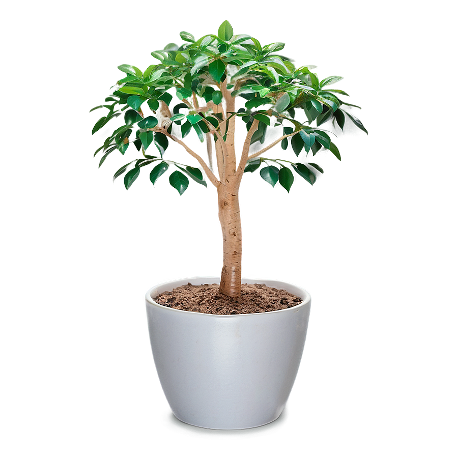 Money Tree In Pot Png Xld13 PNG image