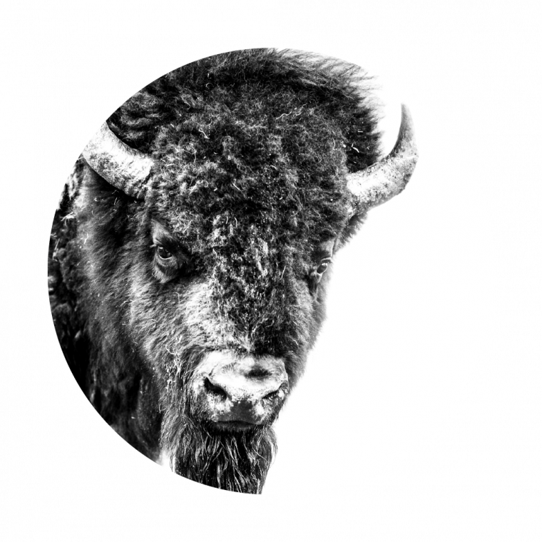 Monochrome Bison Portrait PNG image
