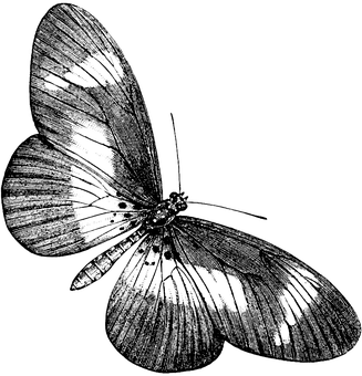 Monochrome Butterfly Art PNG image